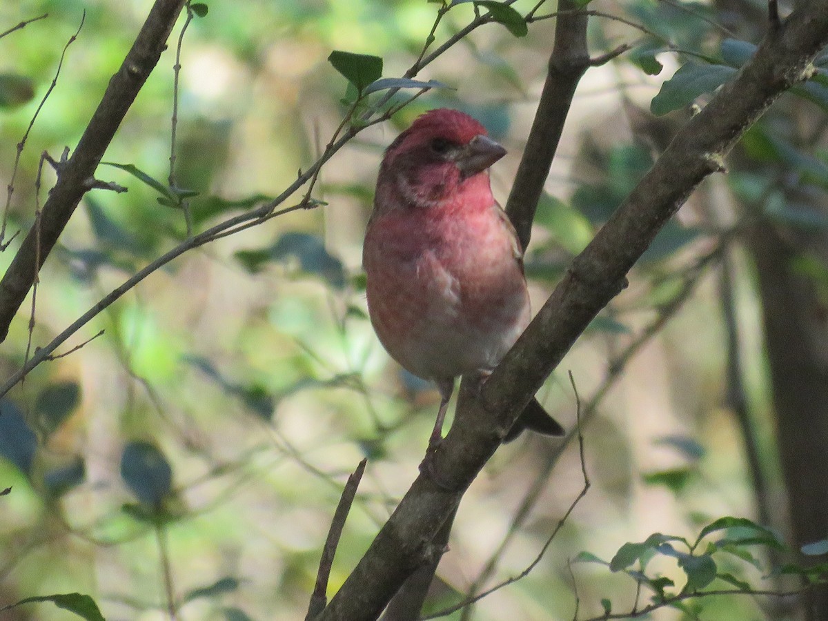 Чечевиця кармінова - ML645180940