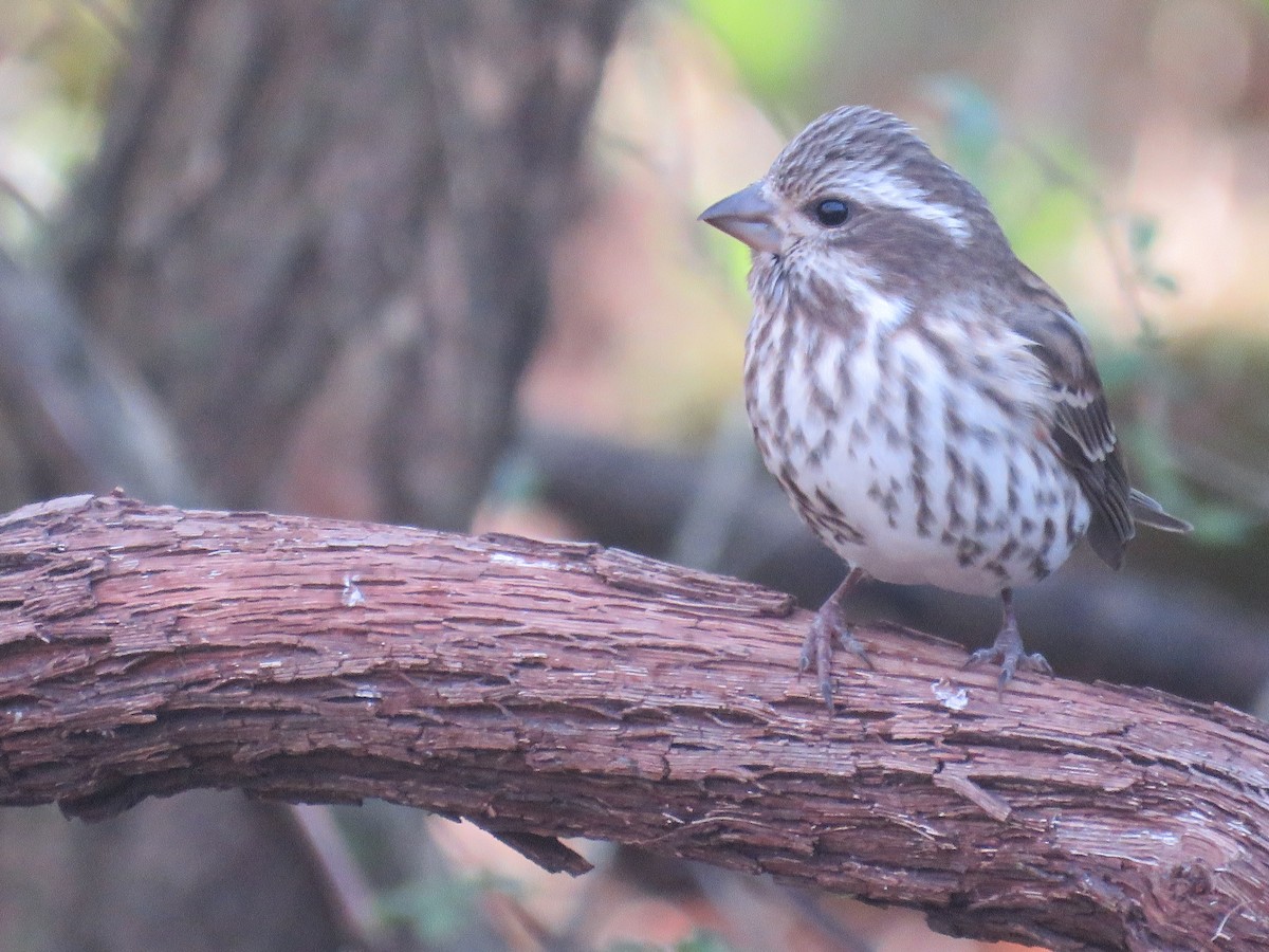 Чечевиця кармінова - ML645180941