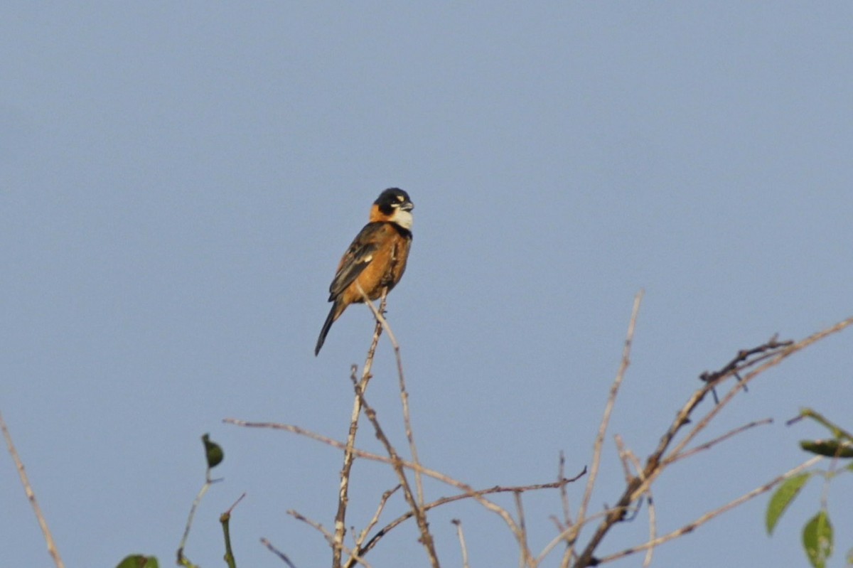 Зерноїд масковий - ML645180942