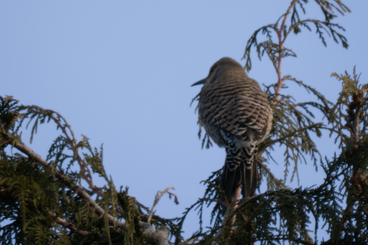 Декол золотистий - ML645180943