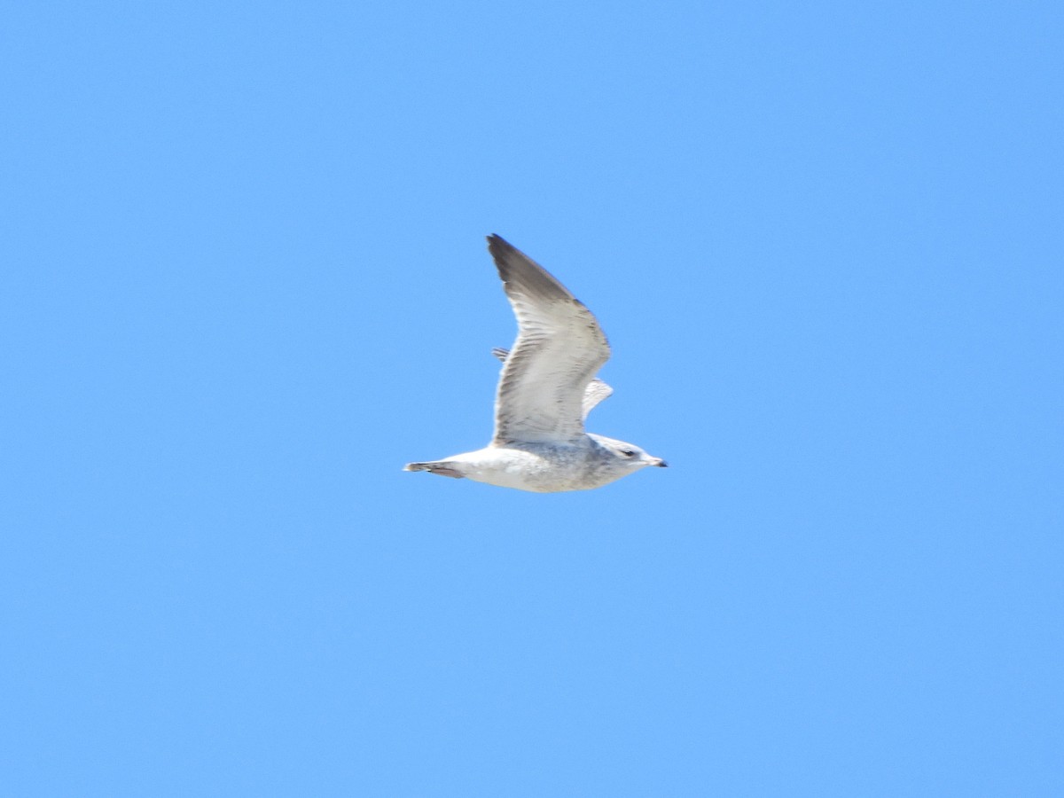 Мартин делаверський - ML645180944