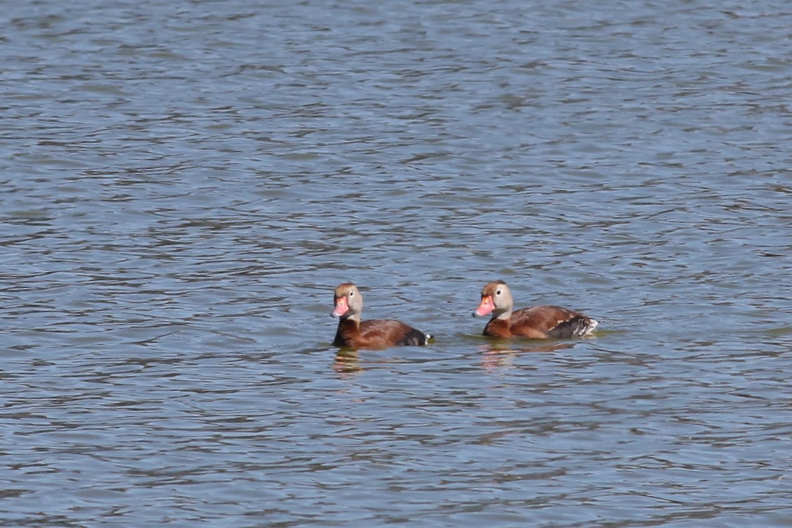 Свистач червонодзьобий - ML645180946