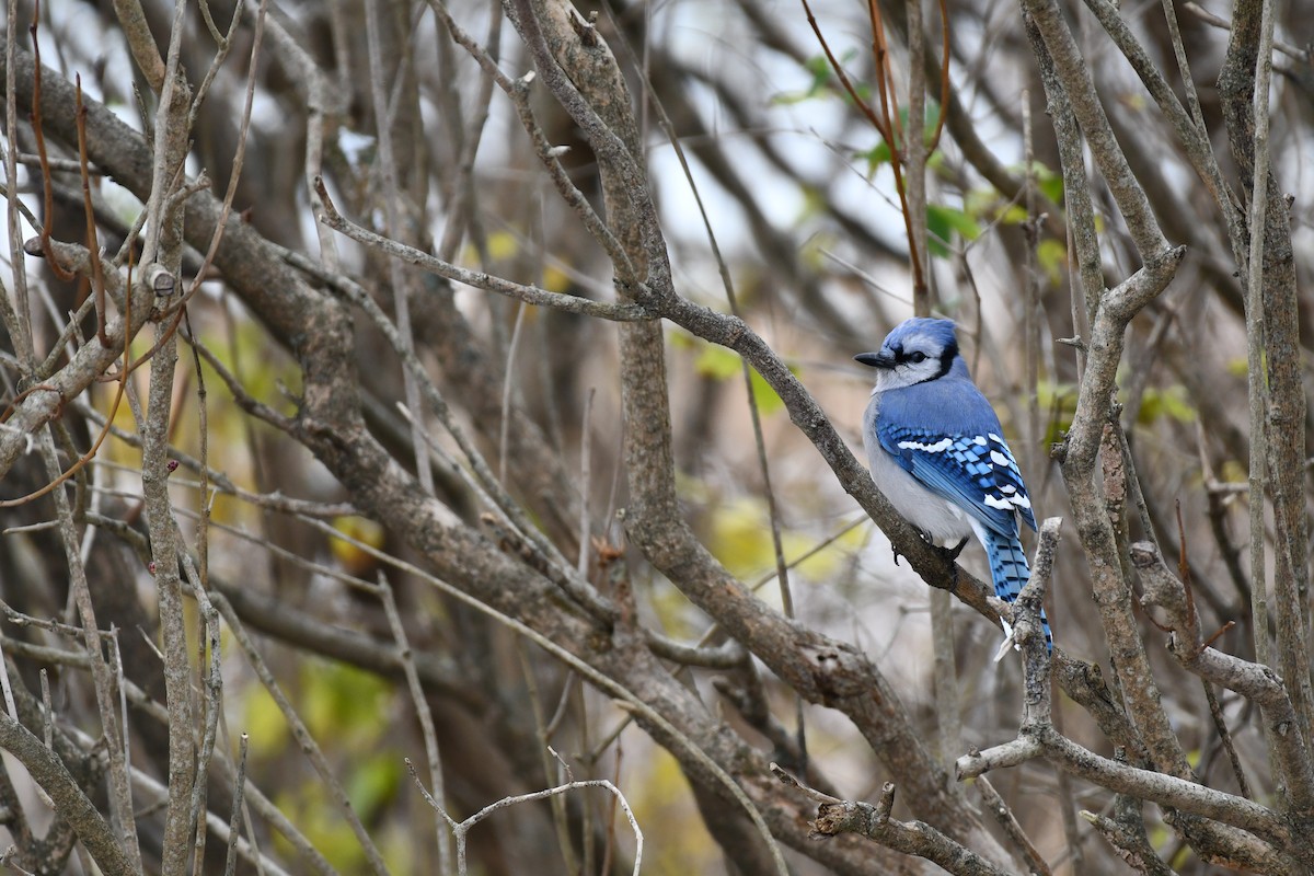 Сизойка блакитна - ML645180947
