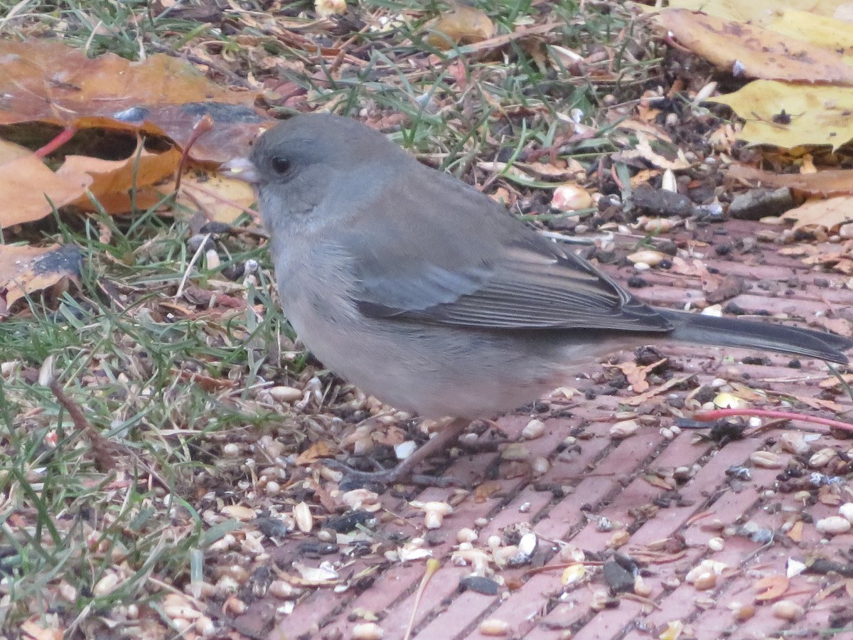 Юнко сірий - ML645180956