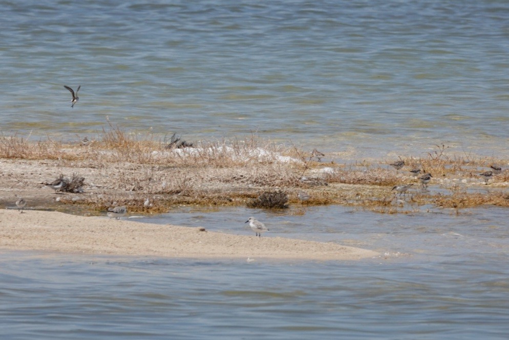 Побережник білий - ML645180957