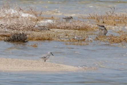 Побережник білий - ML645180958