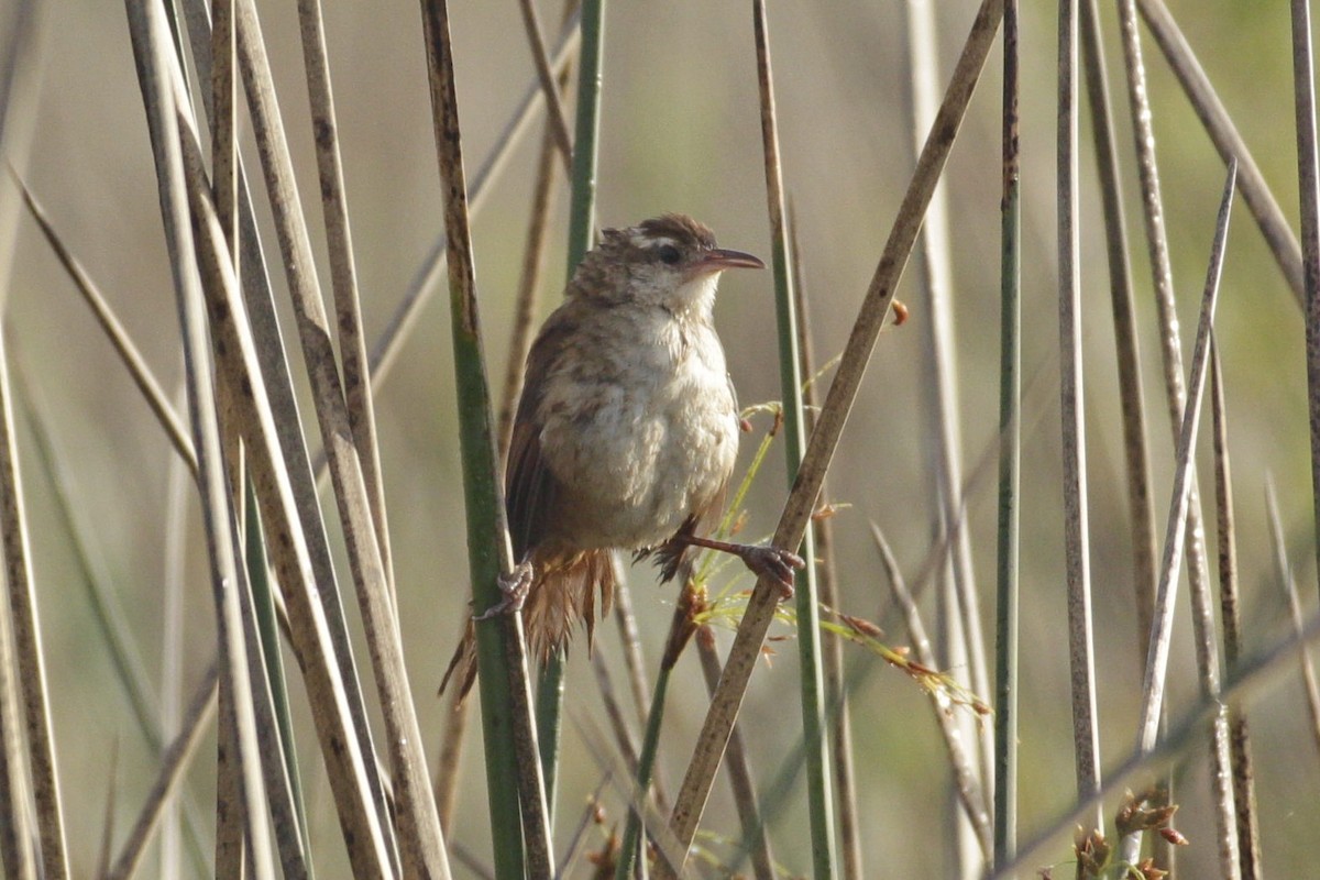 Очеретник криводзьобий - ML645180959