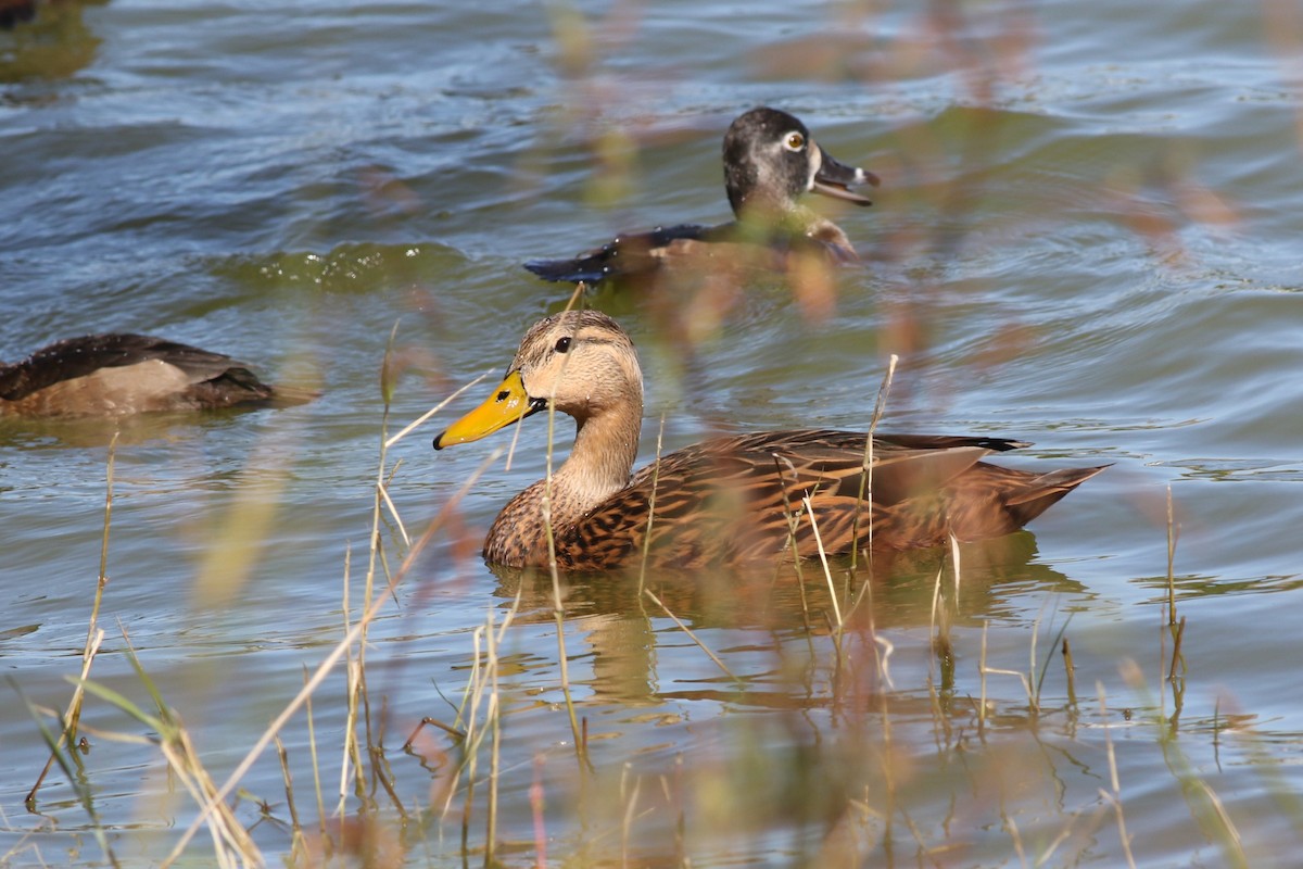 Крижень флоридський (підвид fulvigula) - ML645180960