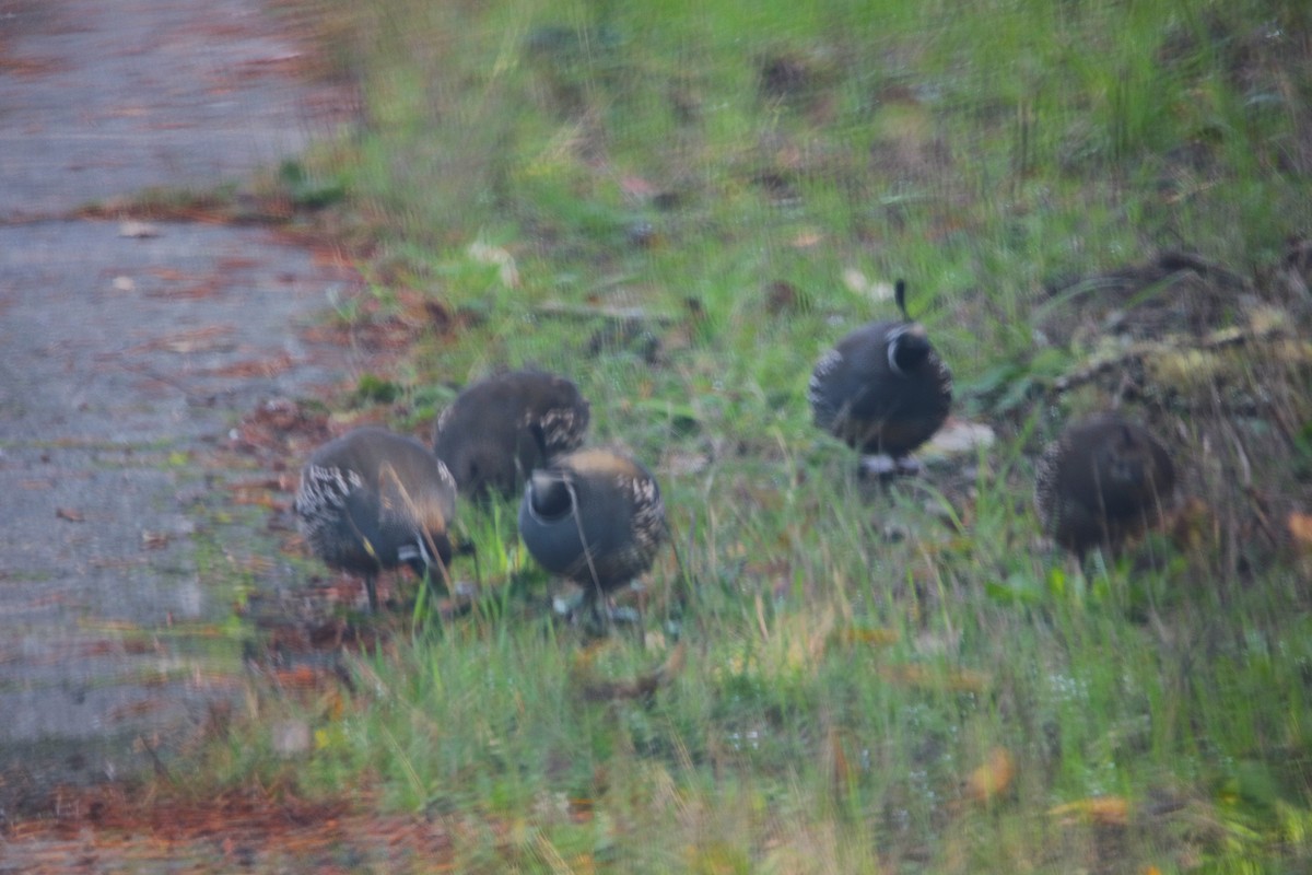 Перепелиця каліфорнійська - ML645180961