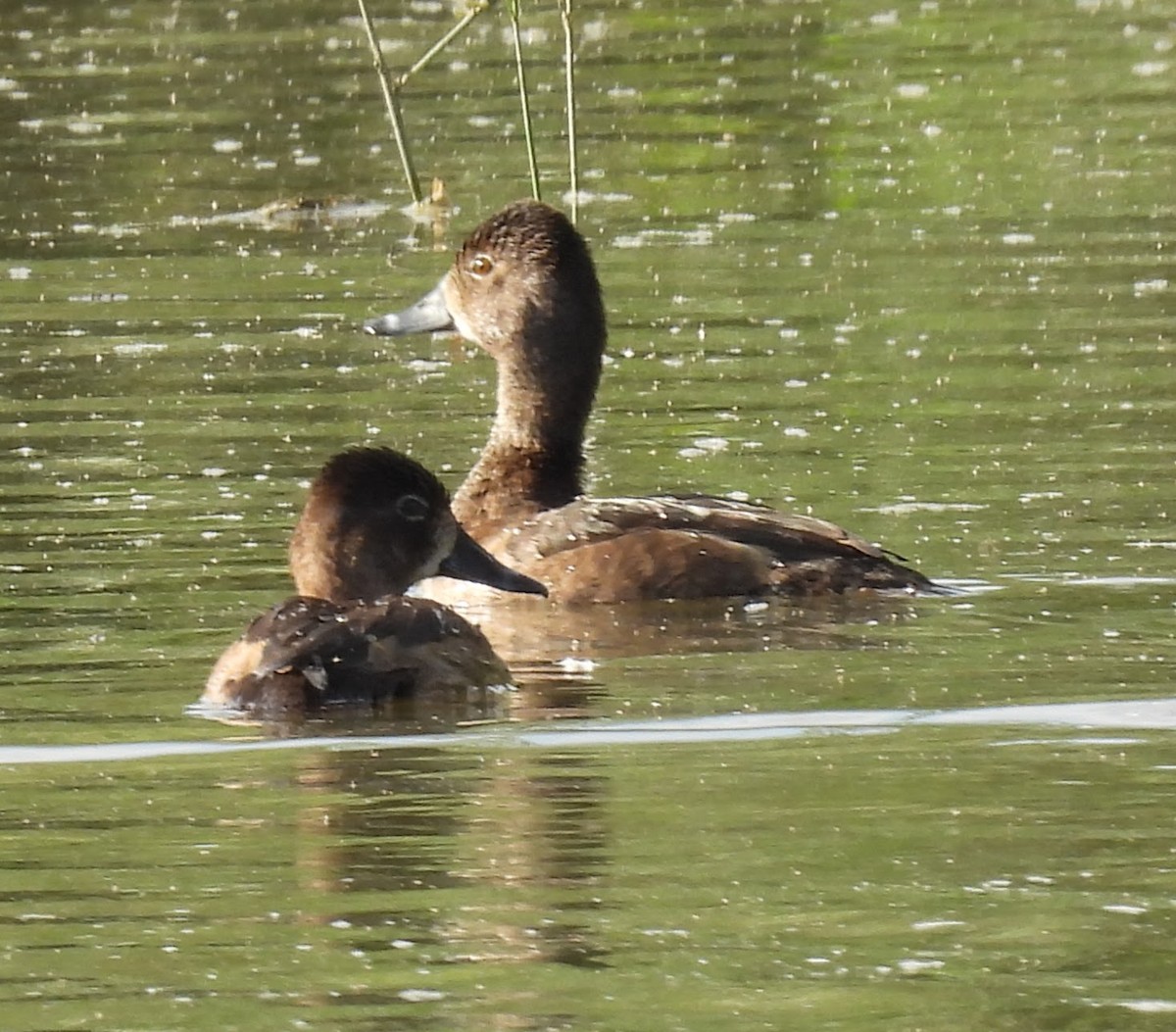 Чернь канадська - ML645180962