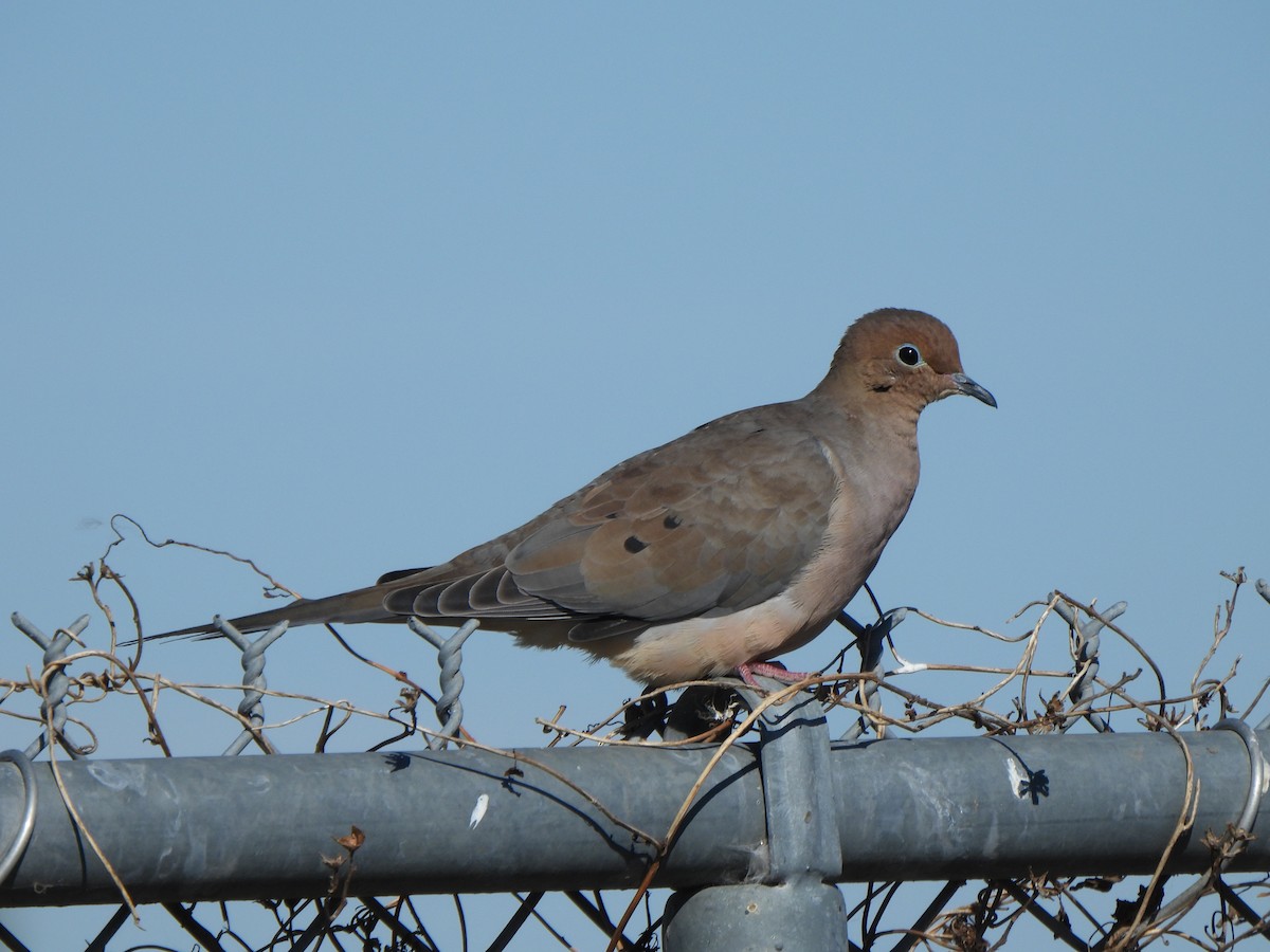 Зенаїда північна - ML645180964