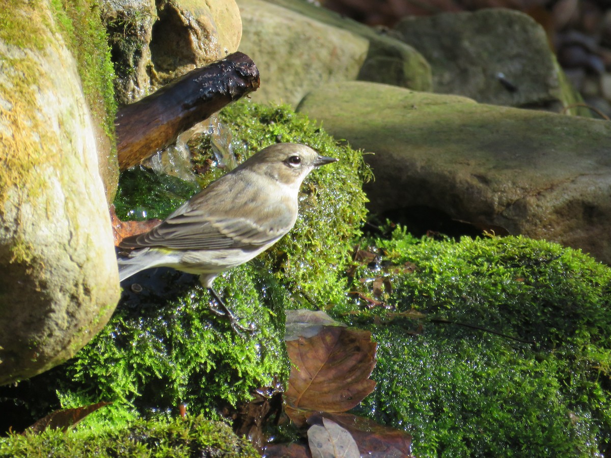 Пісняр-лісовик жовтогузий (підвид coronata) - ML645180966