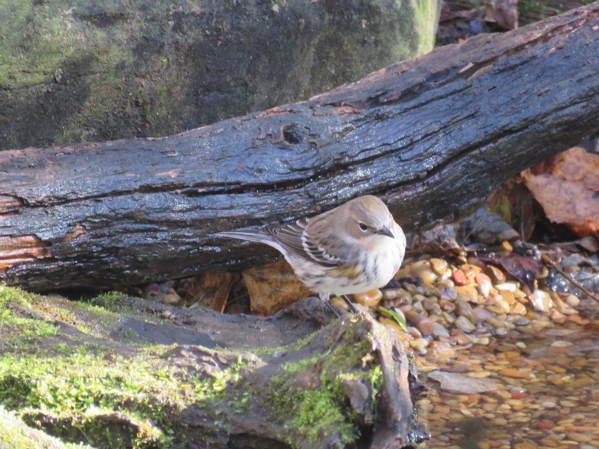 Пісняр-лісовик жовтогузий (підвид coronata) - ML645180967