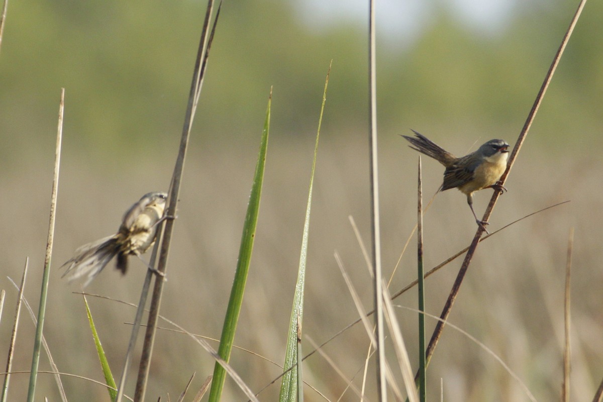 Long-tailed Reed Finch - ML645180969