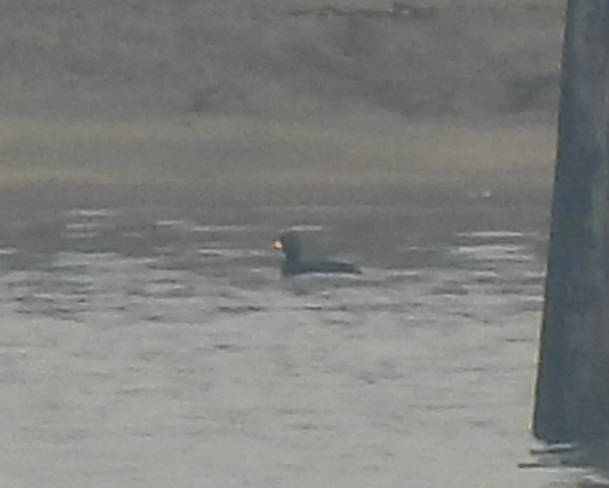 Black Scoter - ML645180973