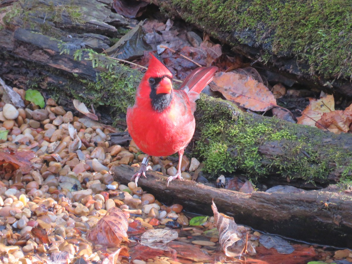 Kırmızı Kardinal - ML645180988