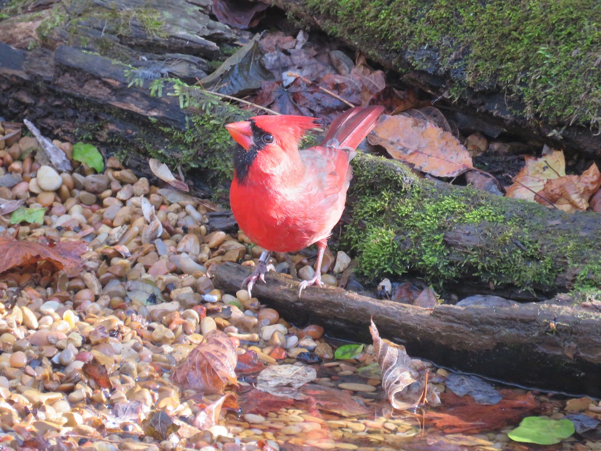 Kırmızı Kardinal - ML645180989