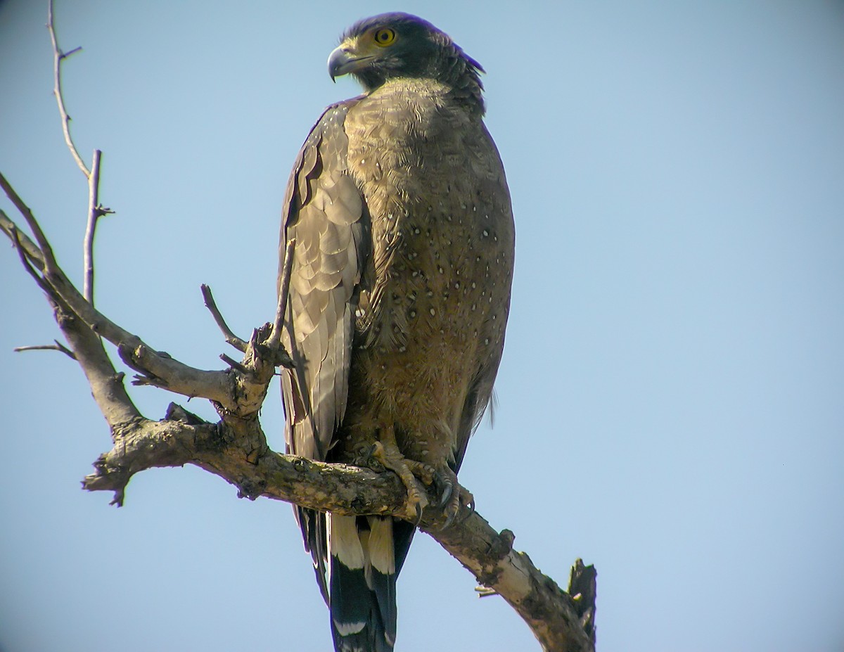 Хохлатый змееяд - ML645180993