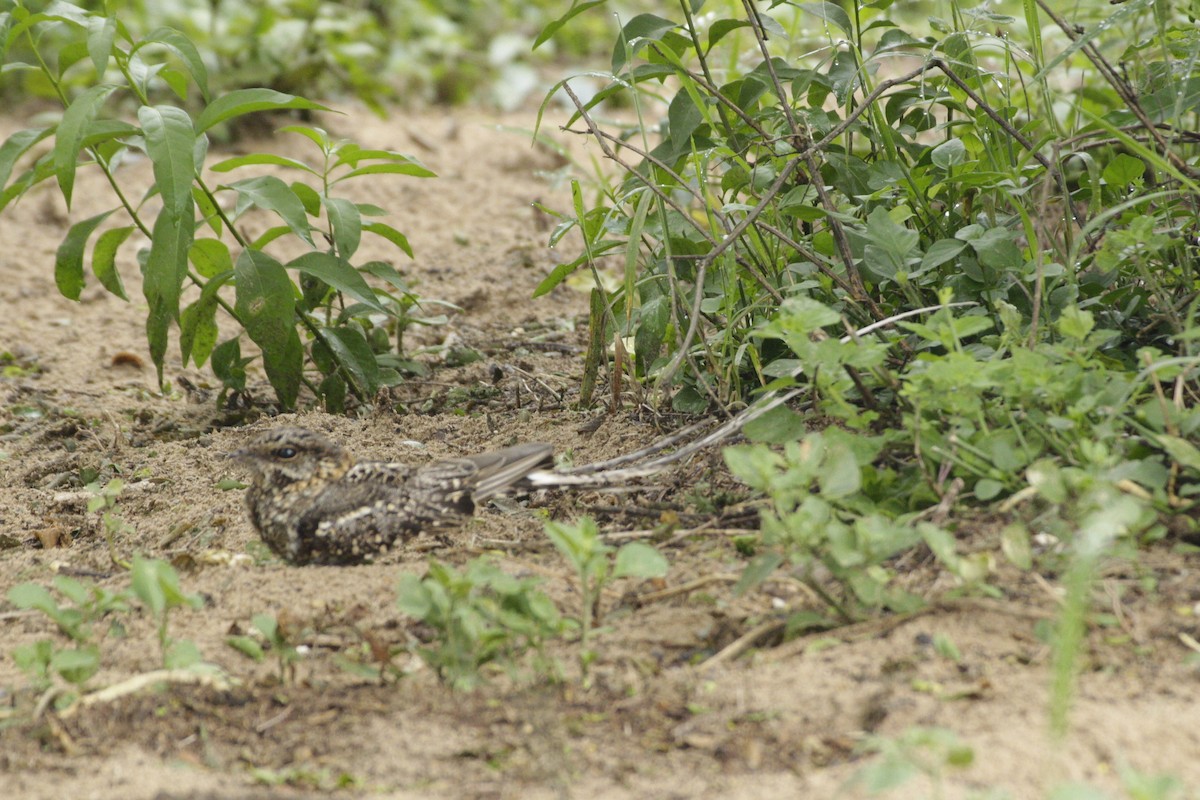 Scissor-tailed Nightjar - ML645181002