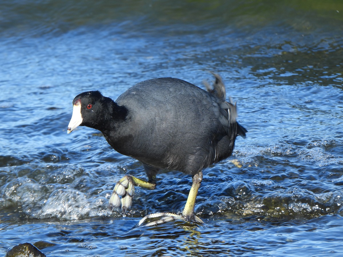 Лиска американська (червонобляшкова) - ML645181008