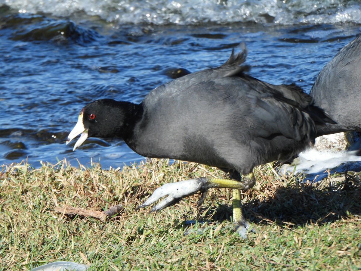 Лиска американська (червонобляшкова) - ML645181009