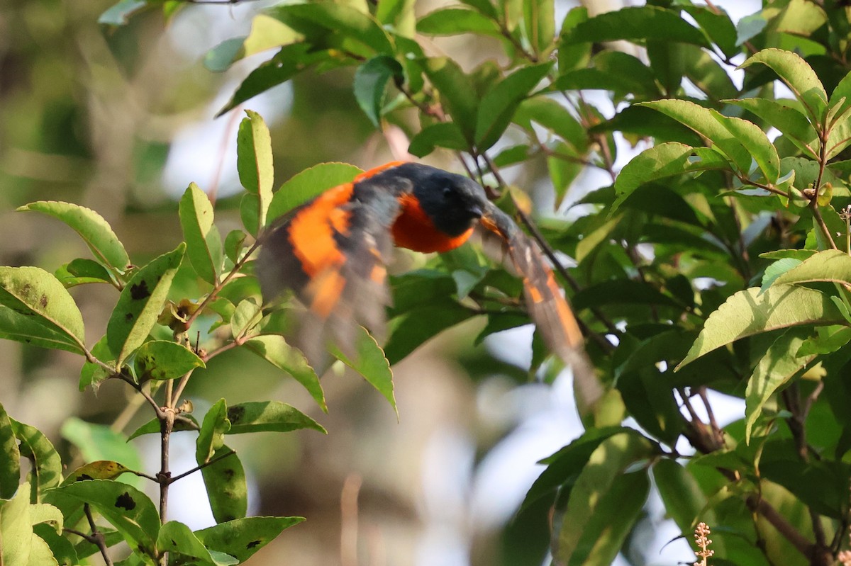 Личинкоїд сірощокий - ML645181010