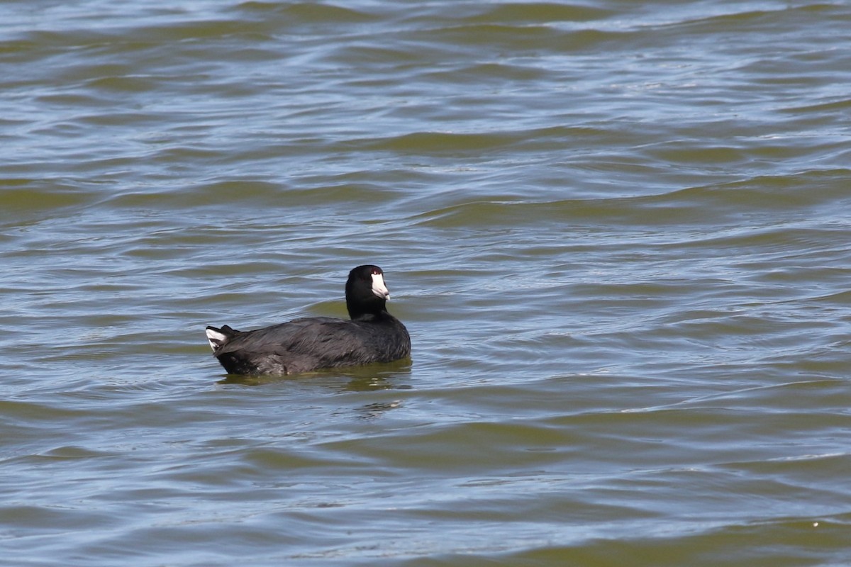 Лиска американська - ML645181014