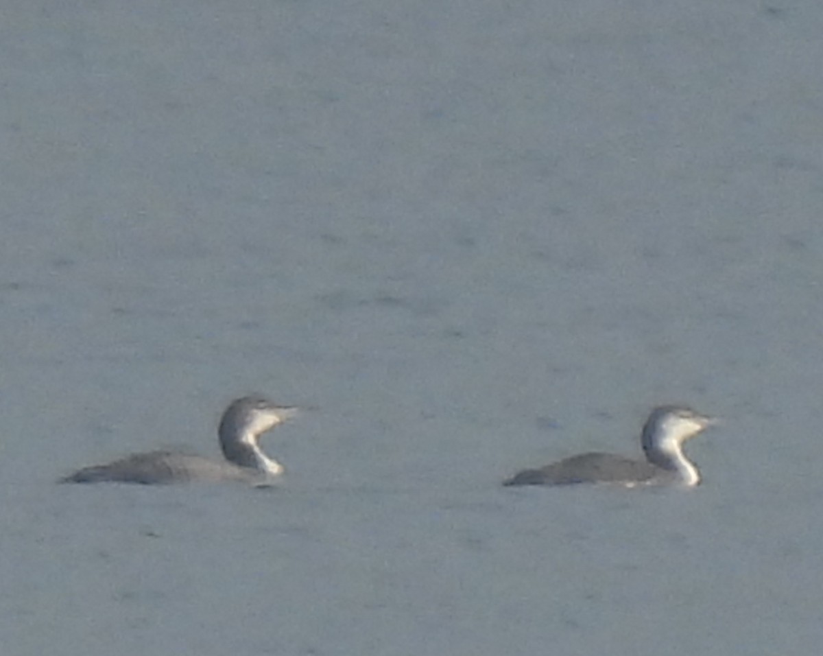 Strolaga maggiore - ML645181021