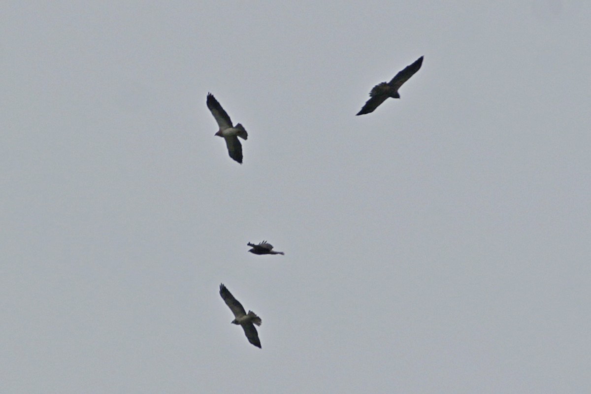 Swainson's Hawk - ML645181026