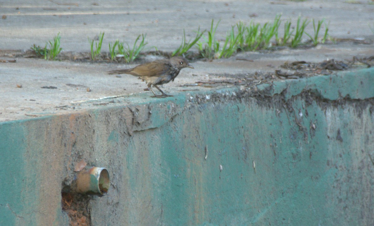 Pale-breasted Thrush - ML645181033