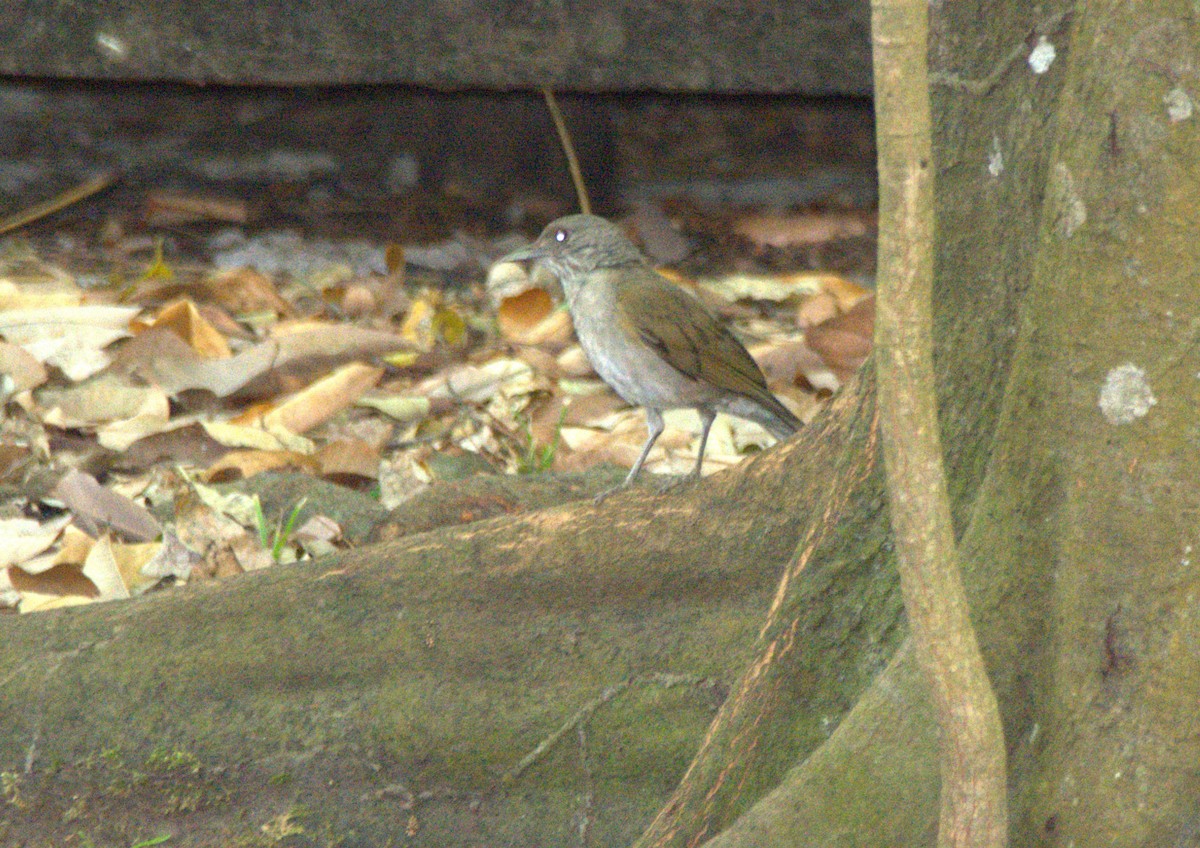 Pale-breasted Thrush - ML645181035