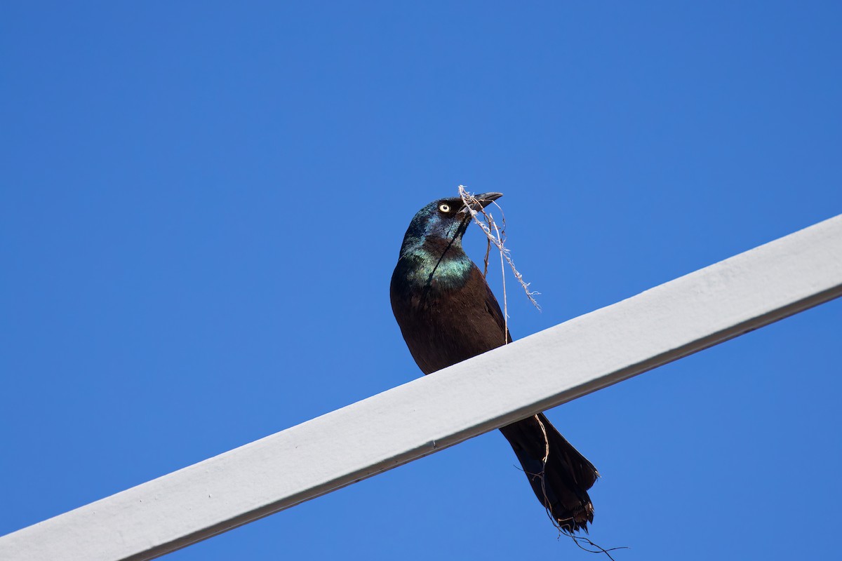 Common Grackle - ML645181040
