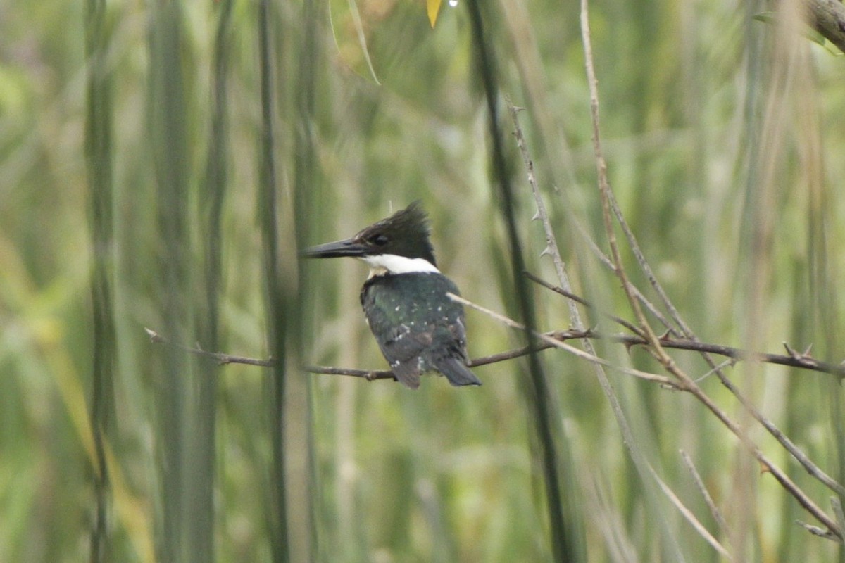Green Kingfisher - ML645181047