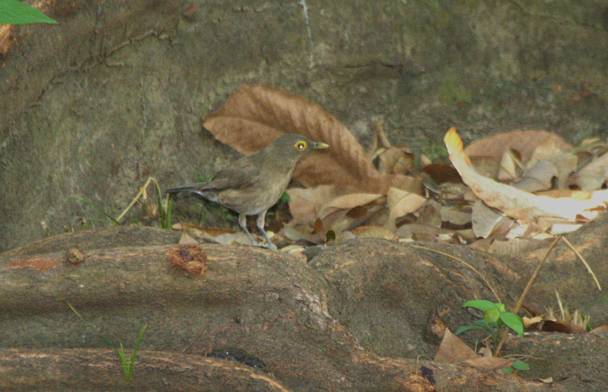 Spectacled Thrush - ML645181060