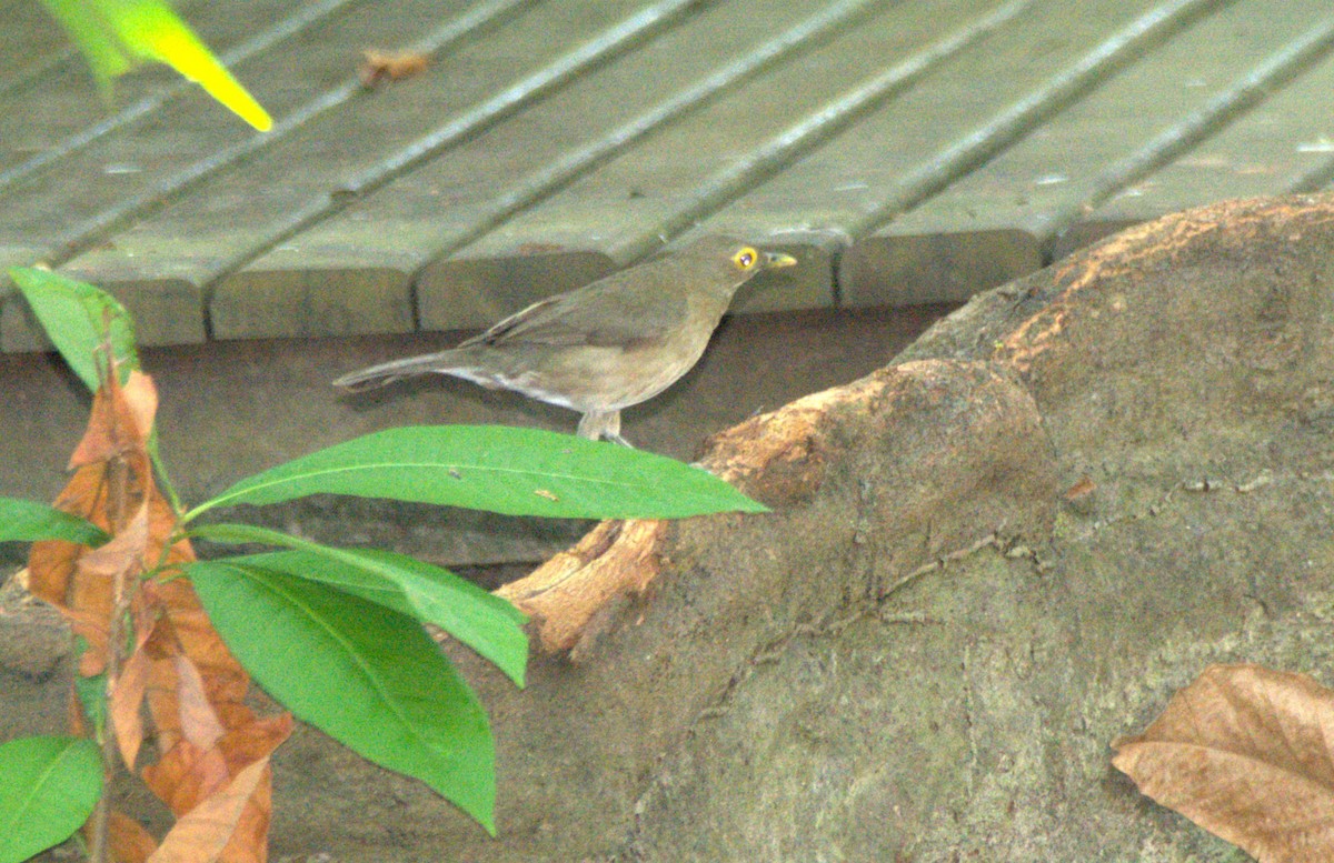 Spectacled Thrush - ML645181061