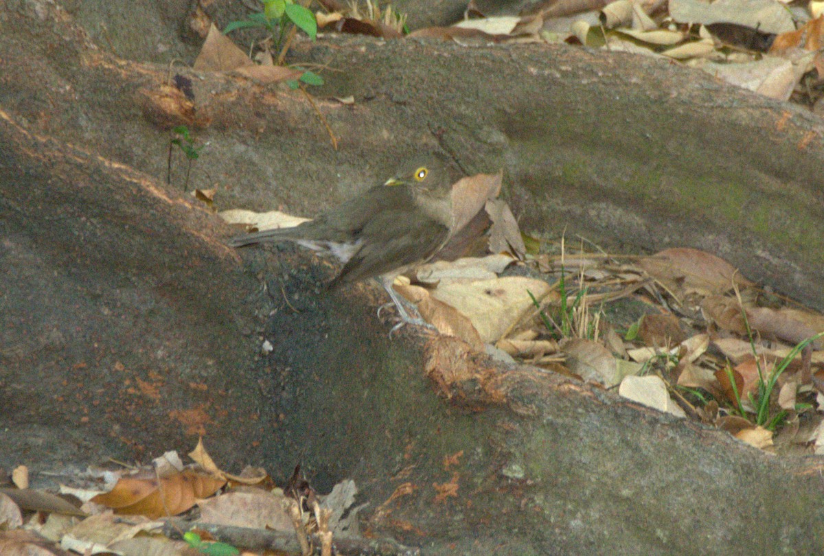Spectacled Thrush - ML645181062