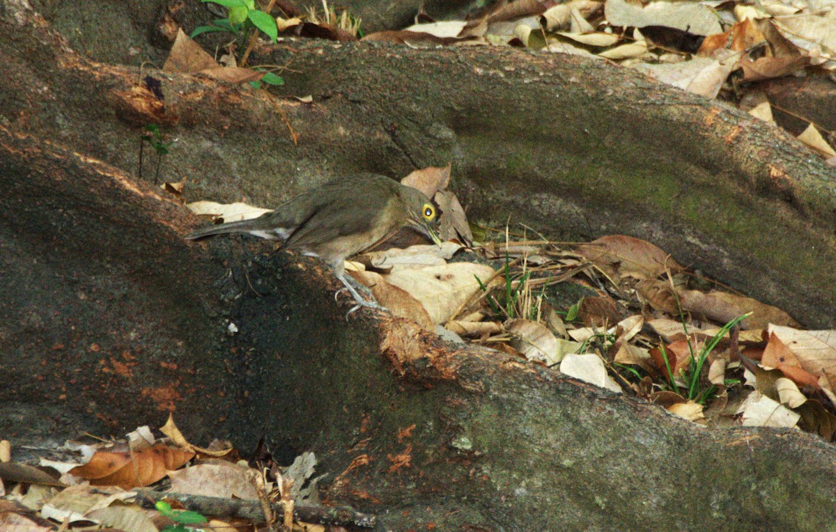 Spectacled Thrush - ML645181063