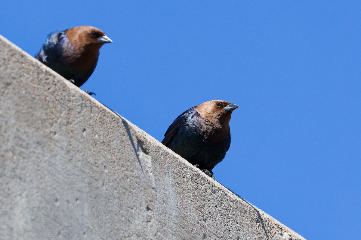 Braunkopf-Kuhstärling - ML645181064