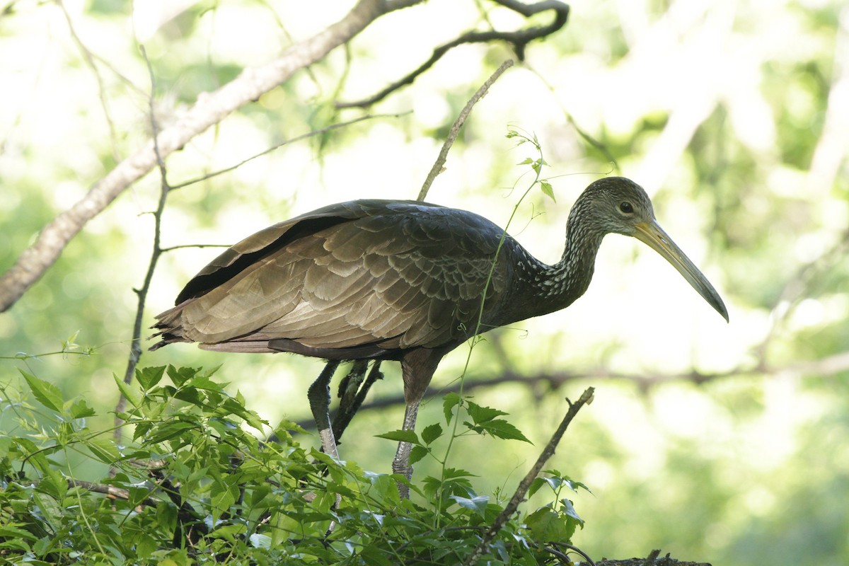 Limpkin - ML645181065