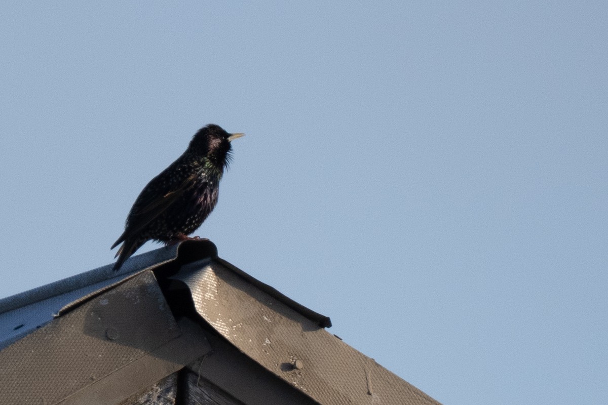 European Starling - ML645181067