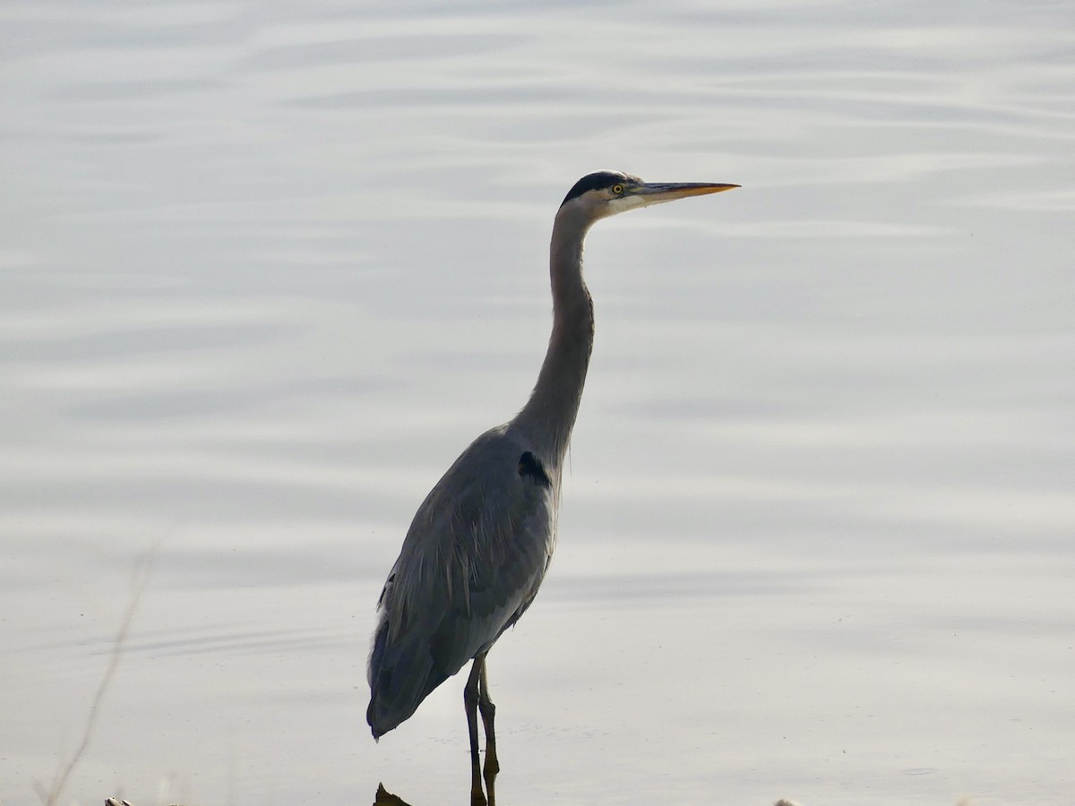 Great Blue Heron (Great Blue) - ML645181081