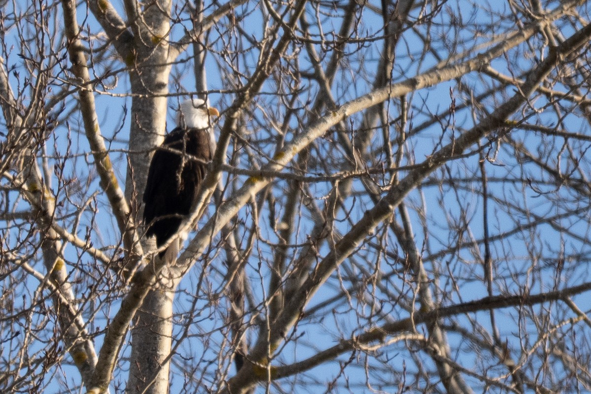 Itsas arrano buruzuria - ML645181102