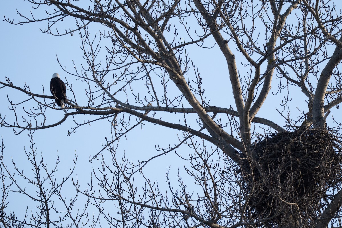 Itsas arrano buruzuria - ML645181103