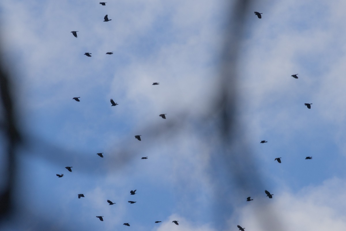 Common Grackle - ML645181107