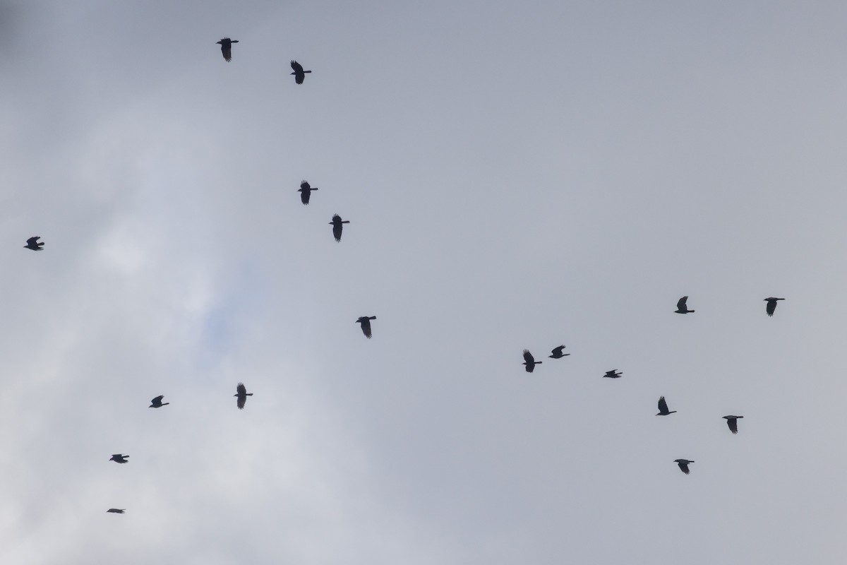 Common Grackle - ML645181109