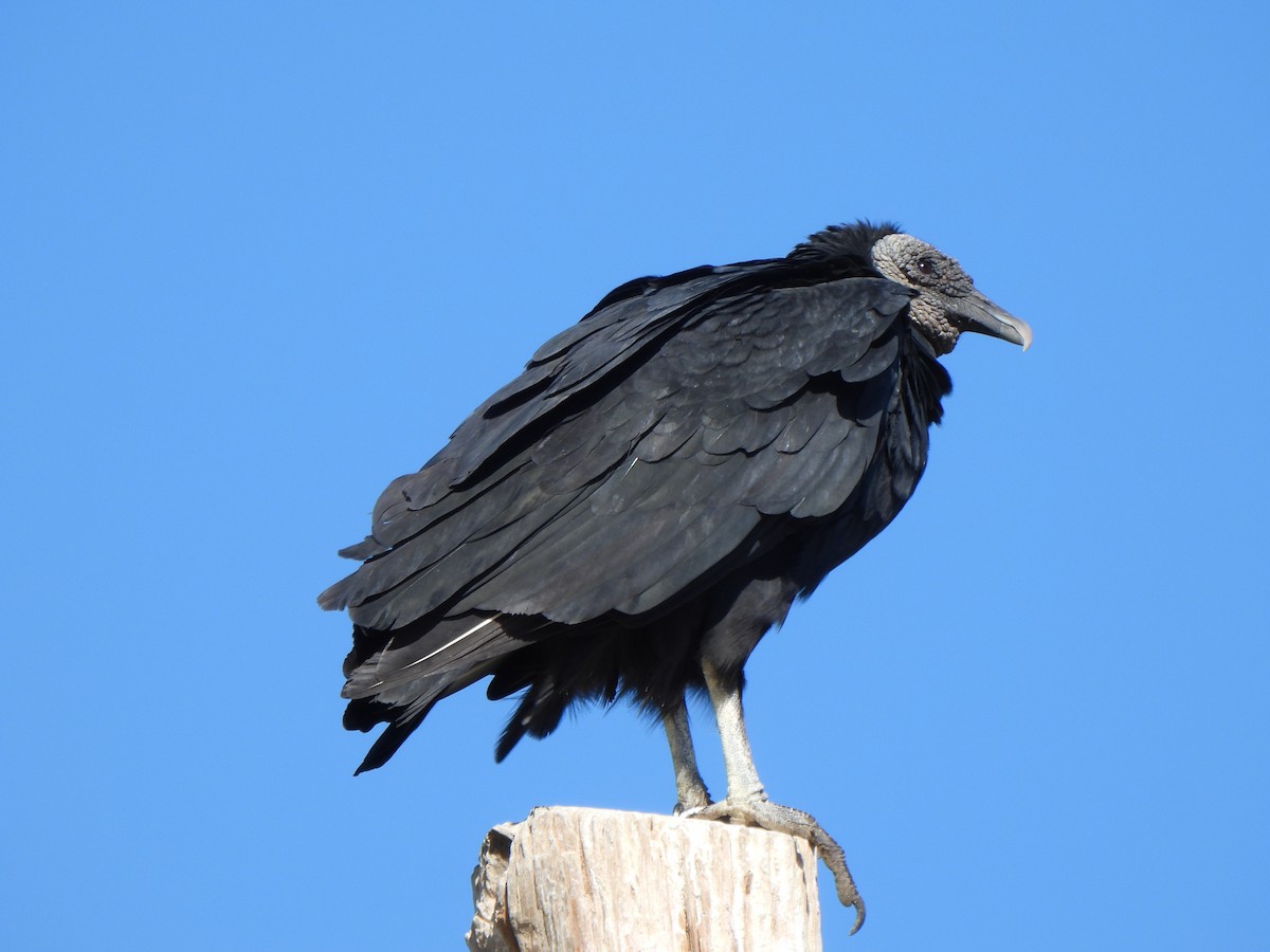 Катарта чорна - ML645181112