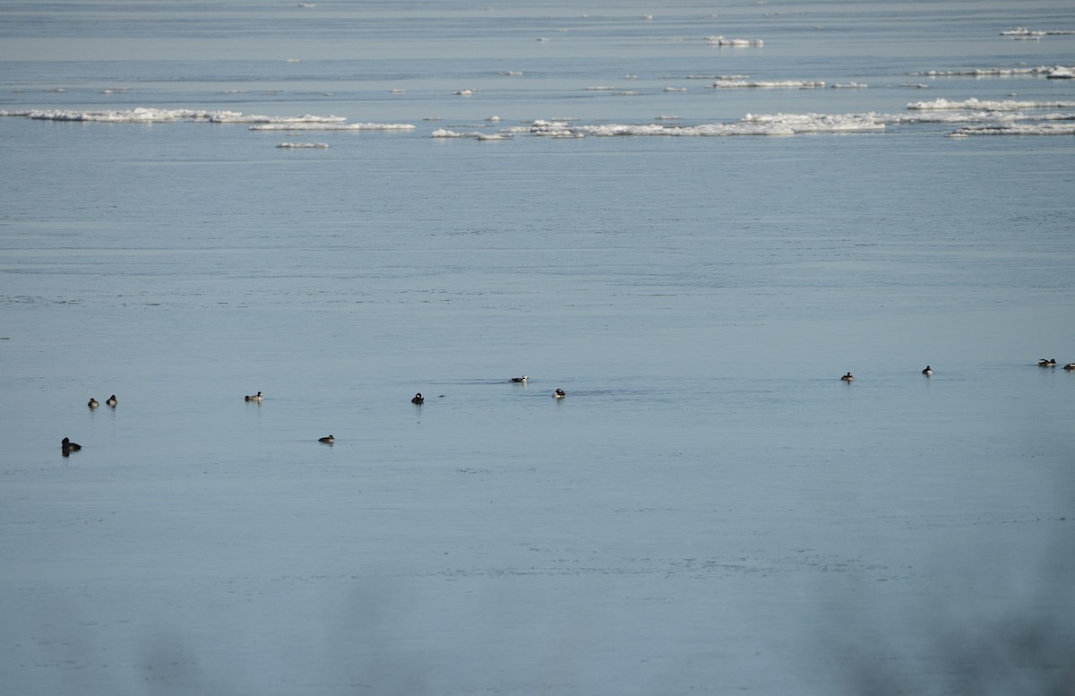 Long-tailed Duck - ML645181117
