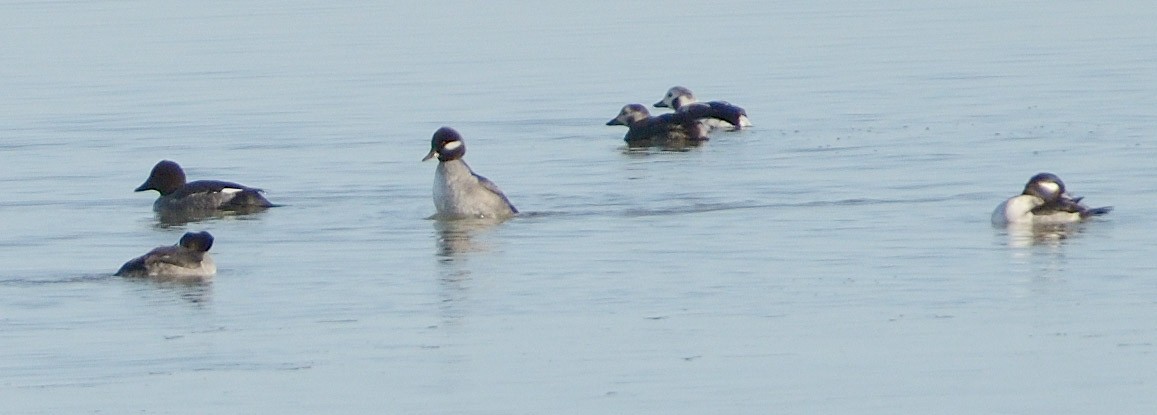 Long-tailed Duck - ML645181118