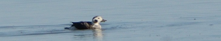 Long-tailed Duck - ML645181119