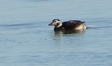Long-tailed Duck - ML645181120